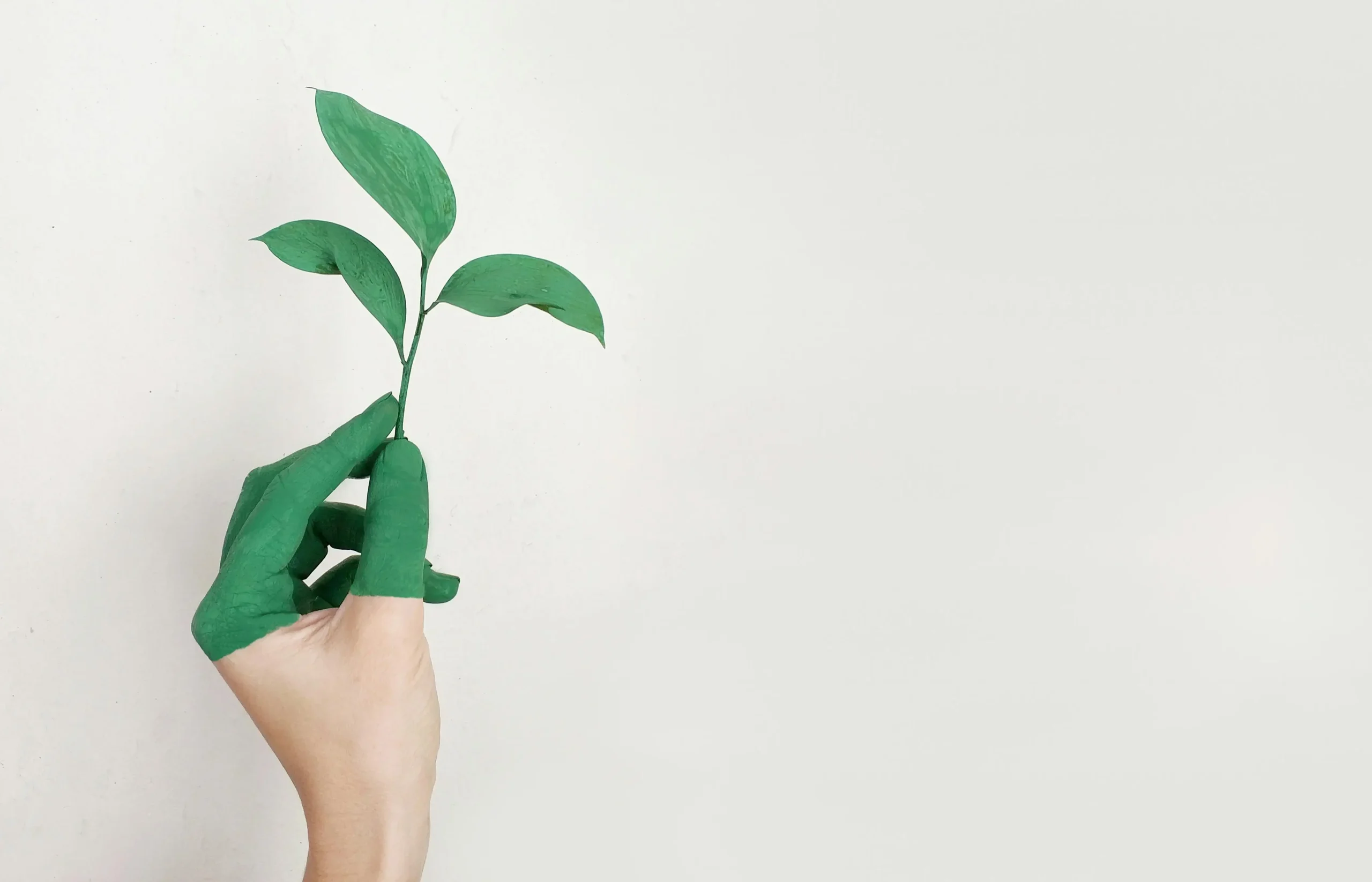 A hand holding a plant with a blank background.