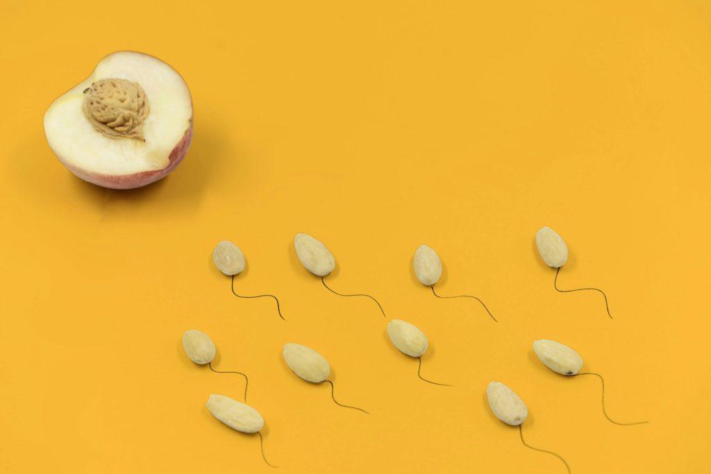 sperm made of shells swimming towards egg